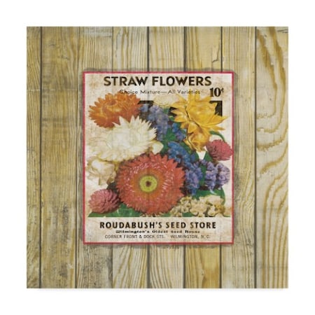 Jean Plout 'Straw Flowers On Wood 4' Canvas Art,24x24